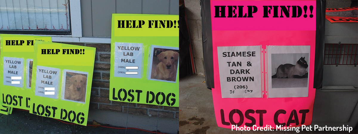 found dog poster