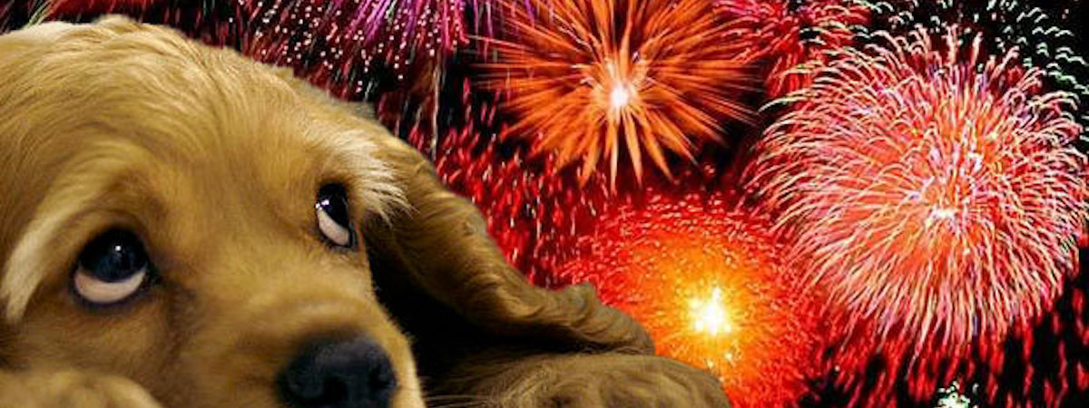 fireworks-alert-how-to-keep-your-pets-safe-this-nye-pawboost-blog