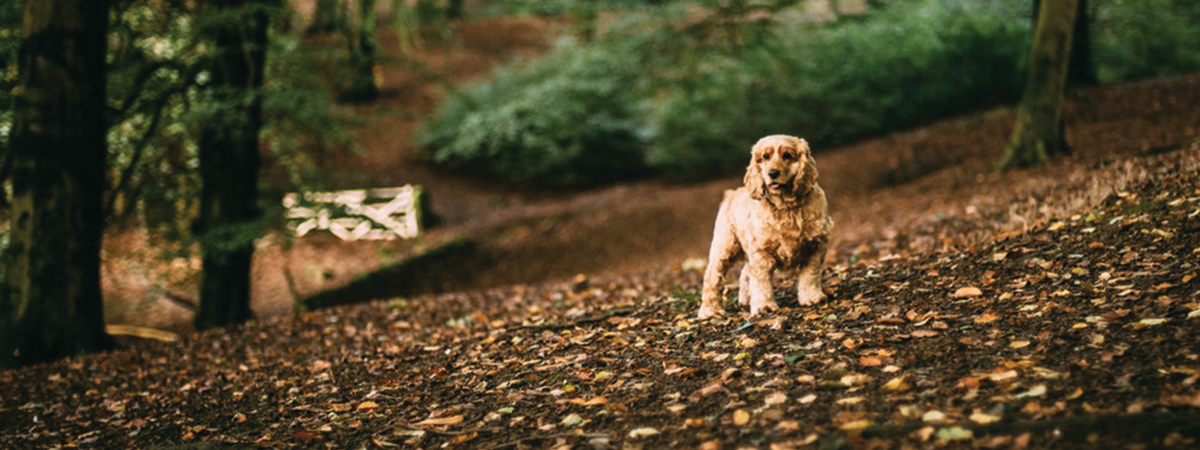 how do you find a lost dog in the mountains