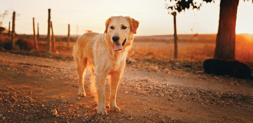 HUMANE CAPTURE OF SKITTISH DOGS