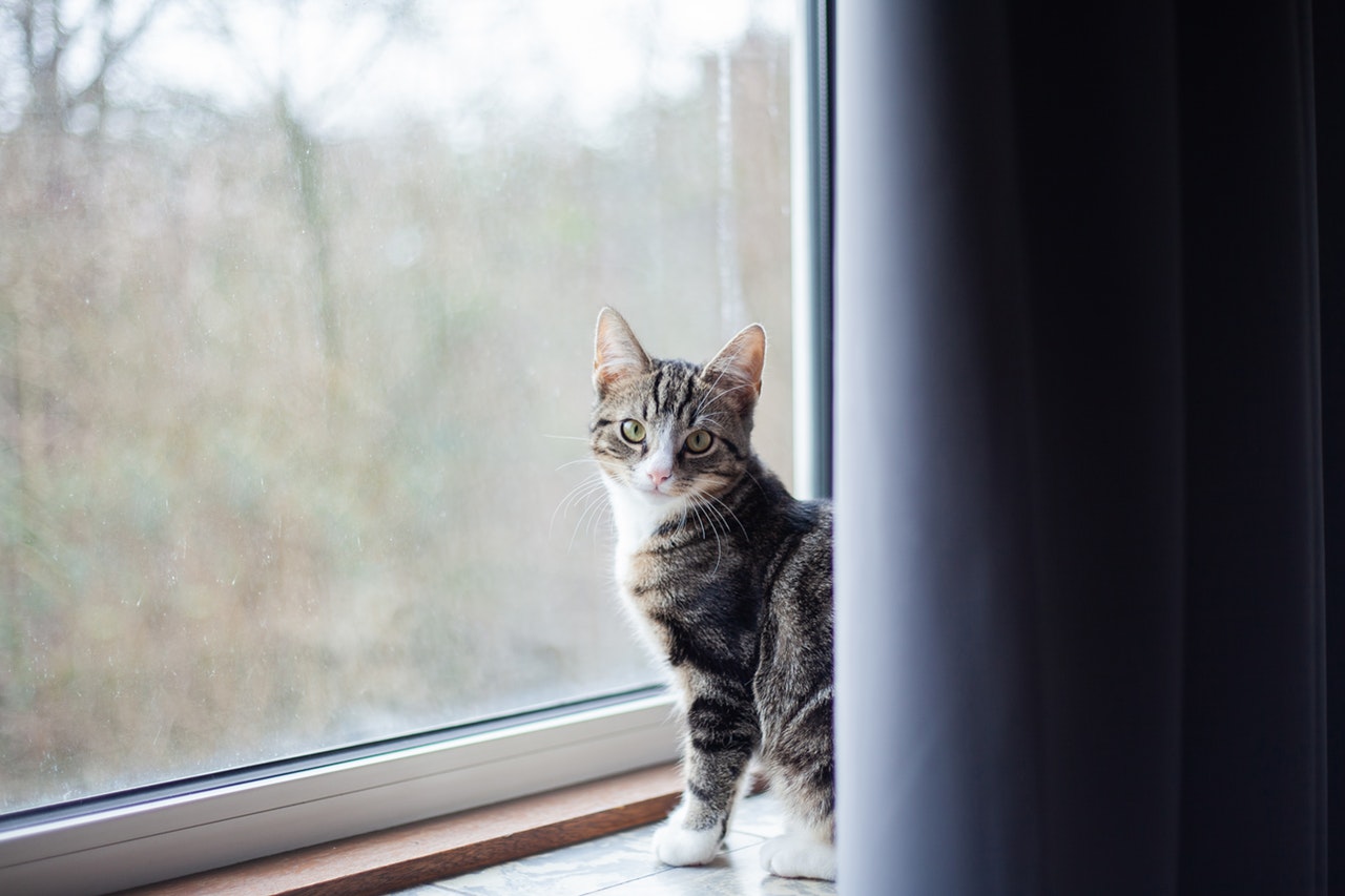 Guide to Lost Cat Behavior: Expert Advice and FAQs | PawBoost