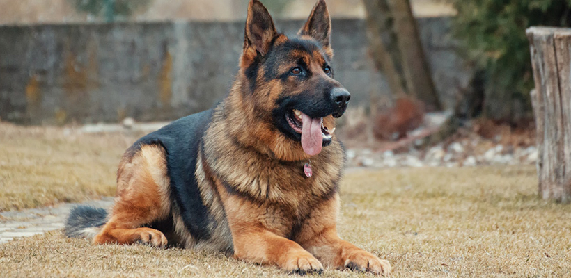 Smartest store dogs 2019