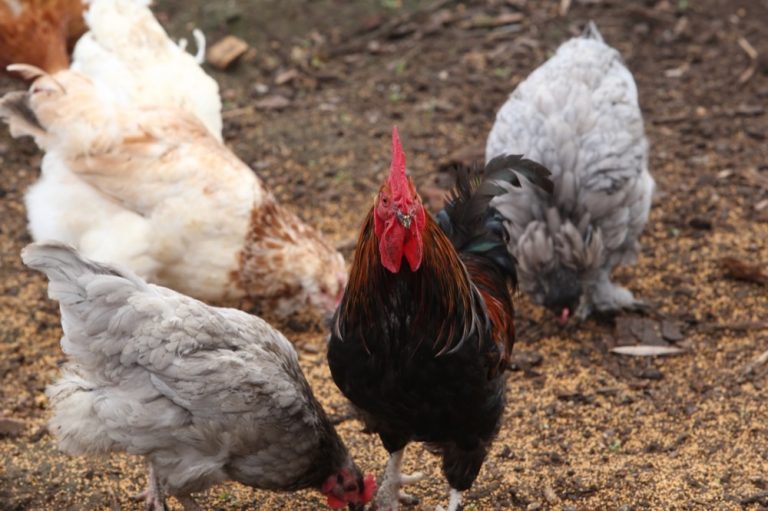 The Complete Guide to Introducing Chickens and Dogs – PawBoost Blog