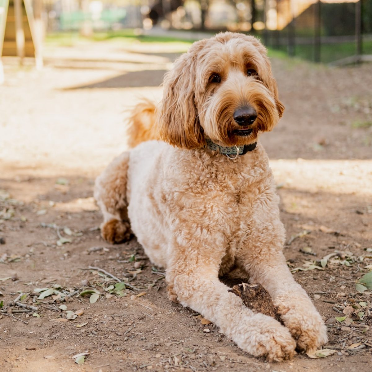 Goldendoodle (Groodle): Dog Breed Characteristics & Care