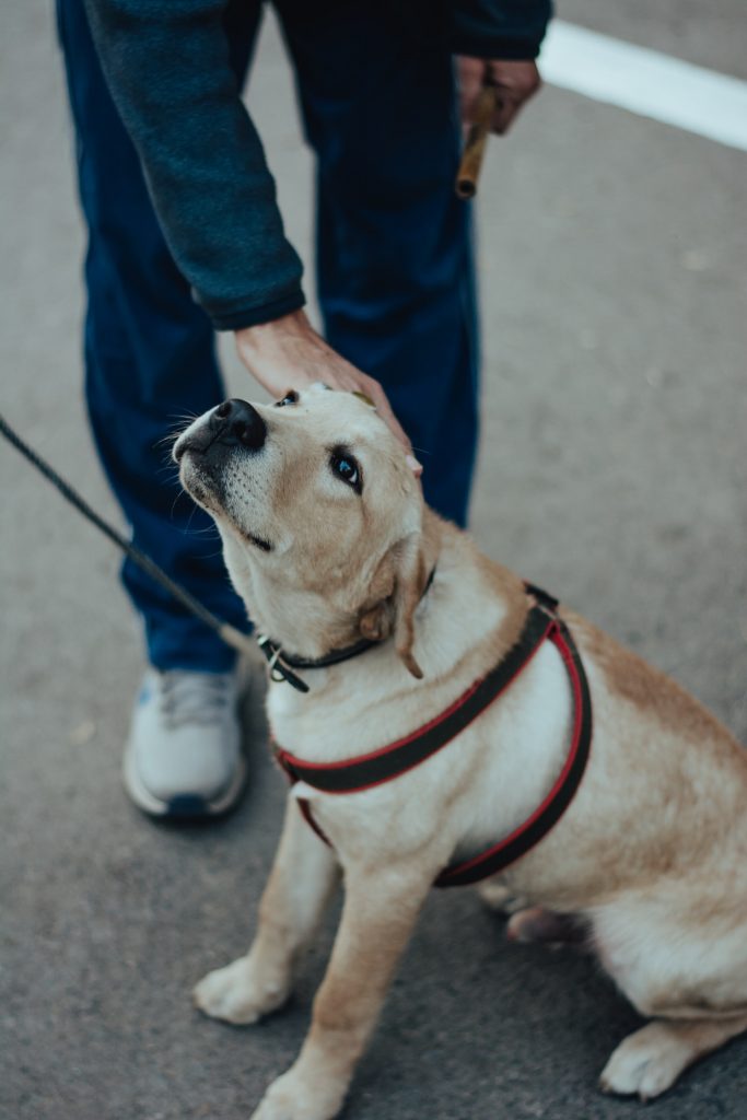 How To Stop Leash Aggression In Dogs 3 Steps Pawboost Blog