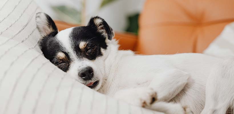 Dog sleeping hot sale more than usual