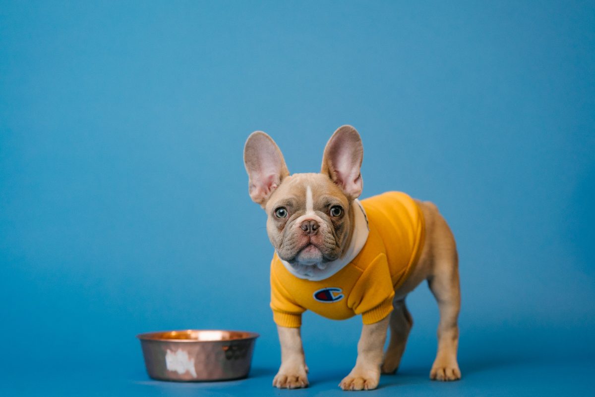 understanding-the-importance-of-protein-in-dog-food-pawboost-blog