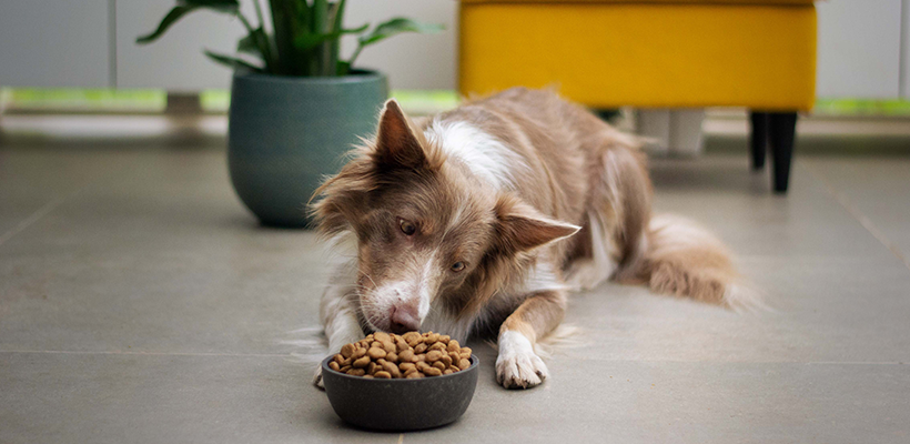 Healthy protein 2024 for dogs