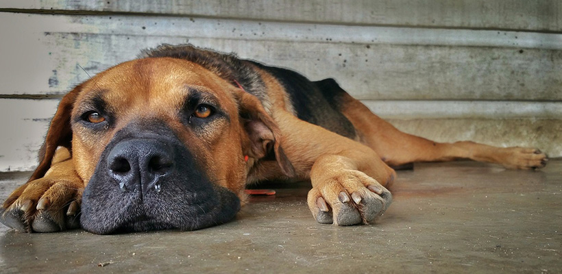 reporting-a-lost-dog-to-the-police-pawboost