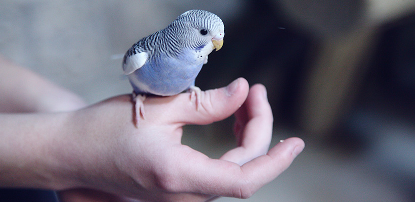 Lost parrot reunited with owner after social post, but that's not