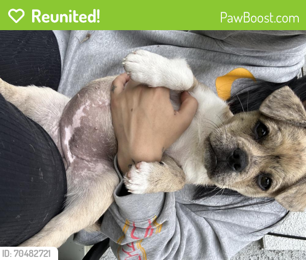 Reunited Female Dog last seen Balfour st , Pico Rivera, CA 90660